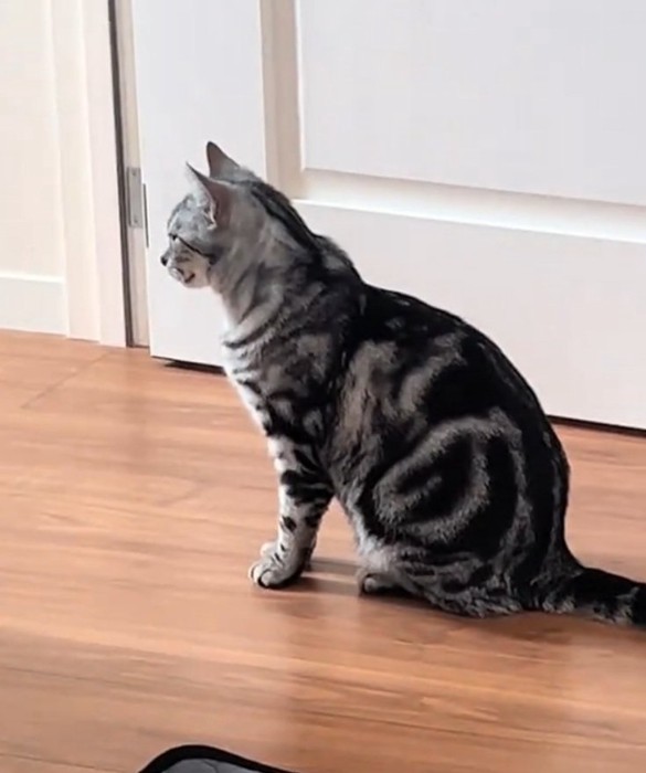 ドアの先を見つめる猫