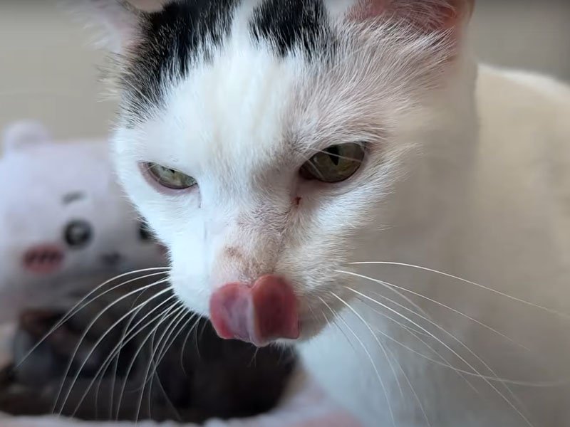 目の前に来た猫