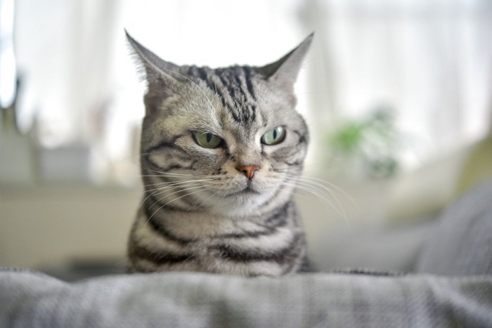 ソファーからひょっこり顔を出す猫