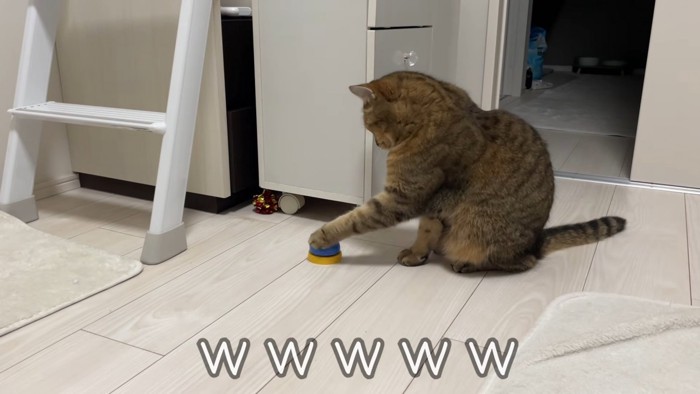 左手をベルに乗せている猫の横姿