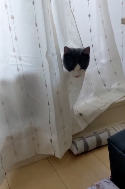 カーテン裏から見つめる猫