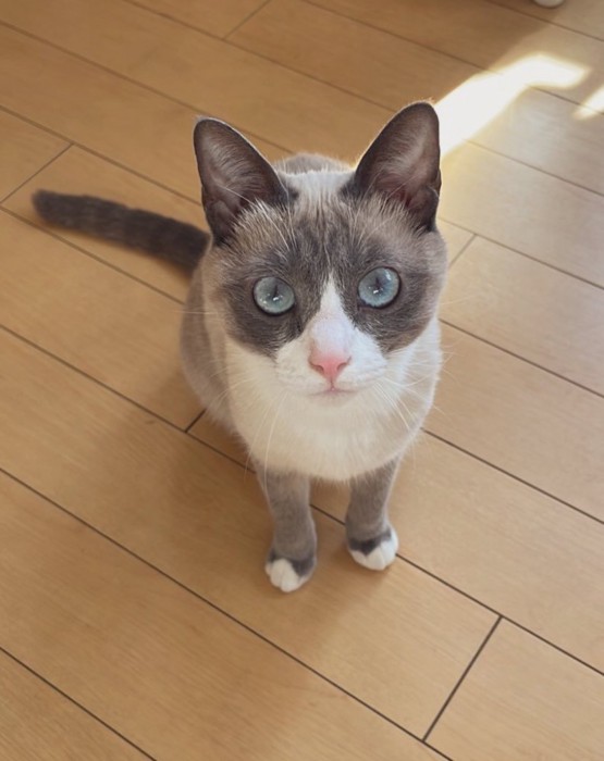 床にお座りする猫