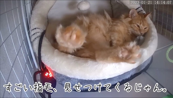猫用ベッドでくつろぐ猫