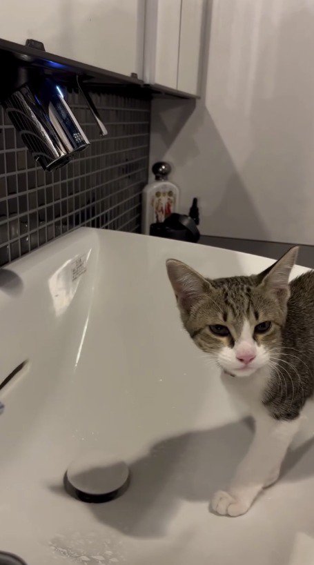 鼻に水道の水がかかってたじろぐ子猫