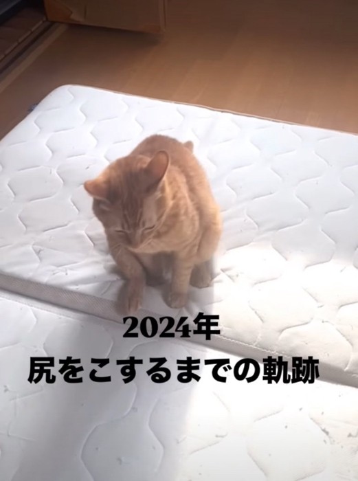 お尻を擦り付ける猫
