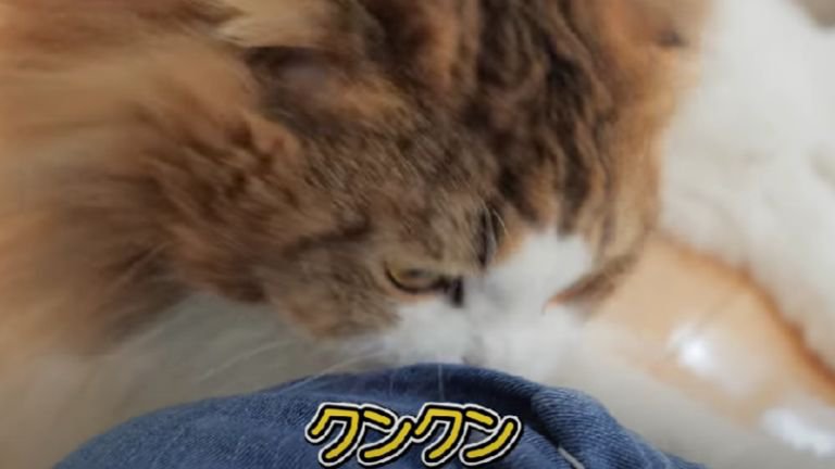 匂いを嗅ぐ猫