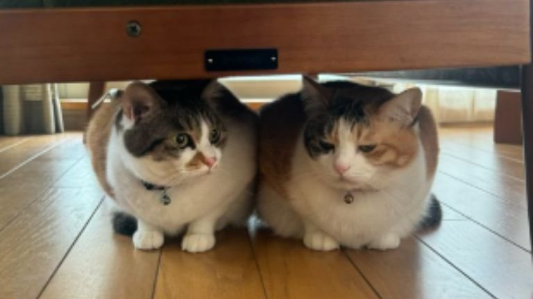 隠れている猫たち