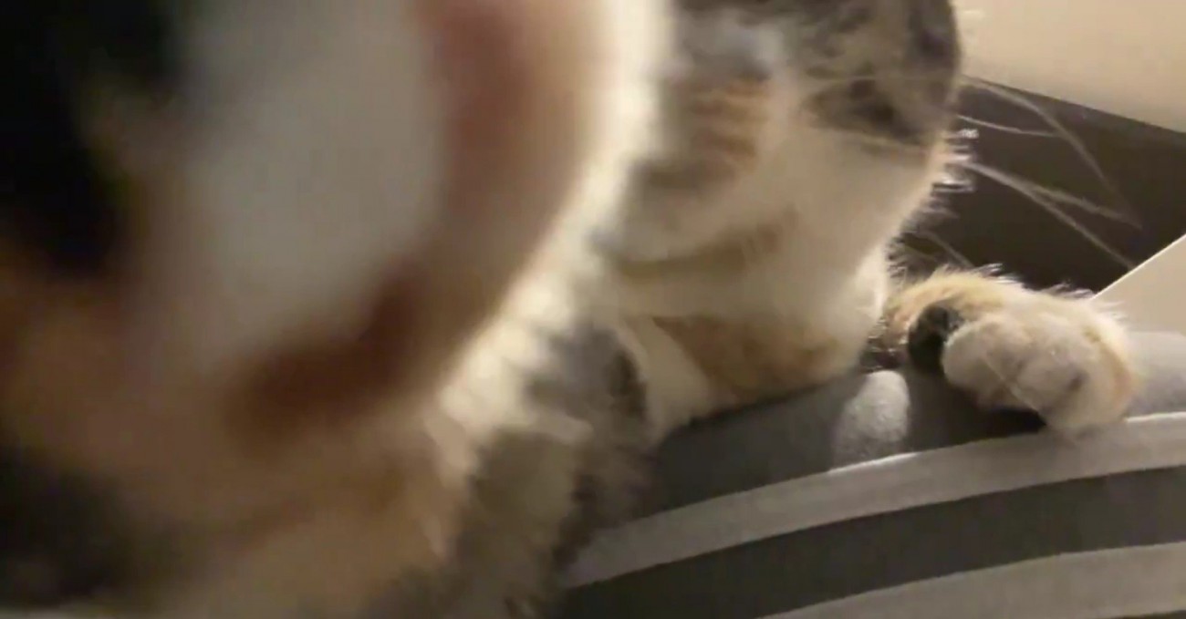 むーちゃんの手