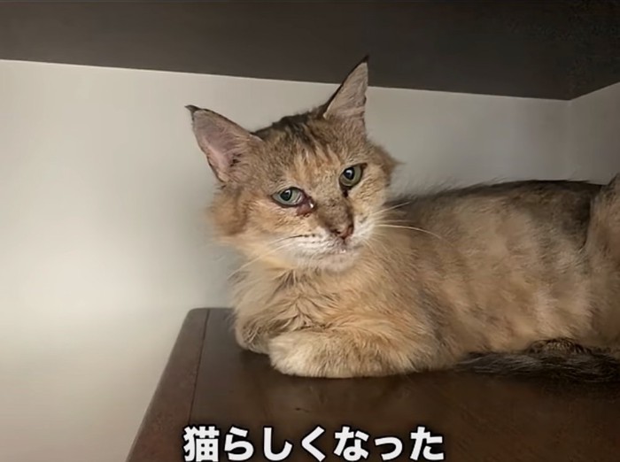 体重が増加した猫