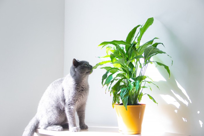 危険な植物と猫