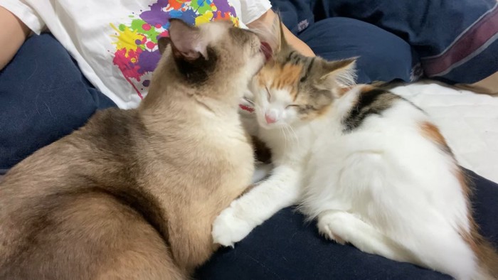 くっつくふたり