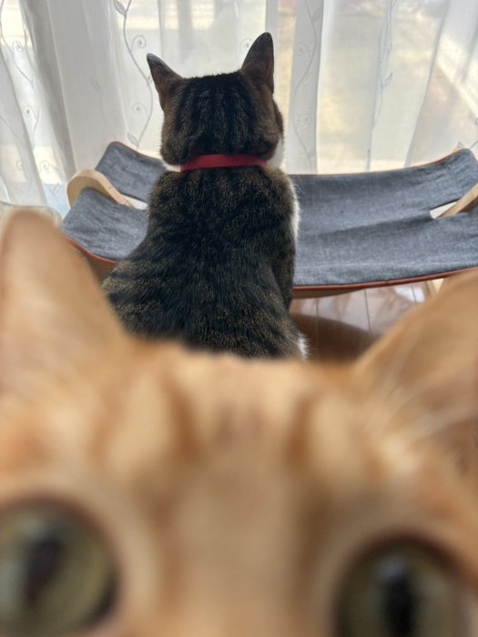 撮影に割り込むむぎくん