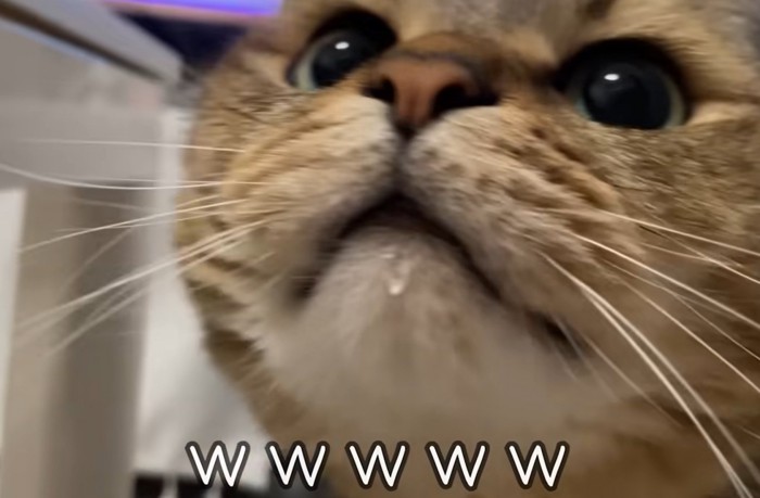 猫の鼻と口のアップ