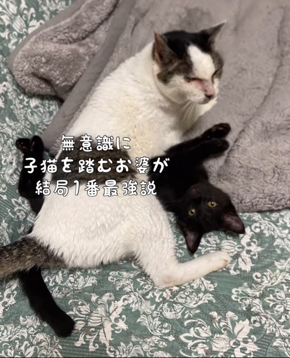 子猫の上に乗る老猫