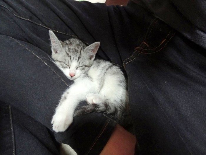 人の足の上で寝る猫