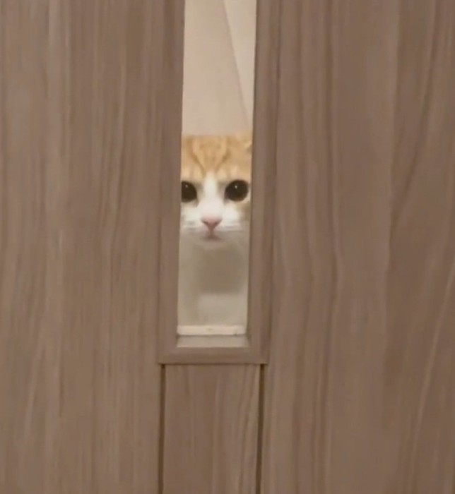 目を離さない猫