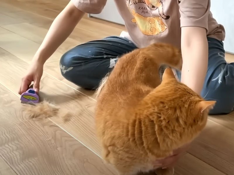 たくさん毛が抜けた猫