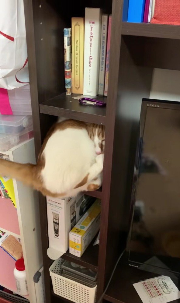 棚に入っている猫