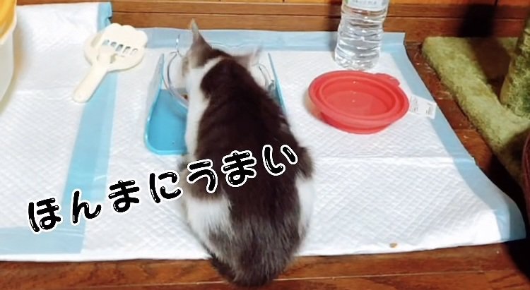 喋りながらウェットフードを食べる子猫