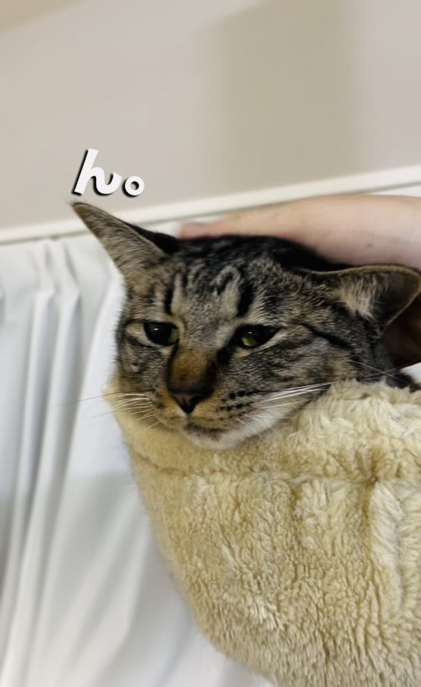 飼い主さんに頭を撫でられるキジトラ猫