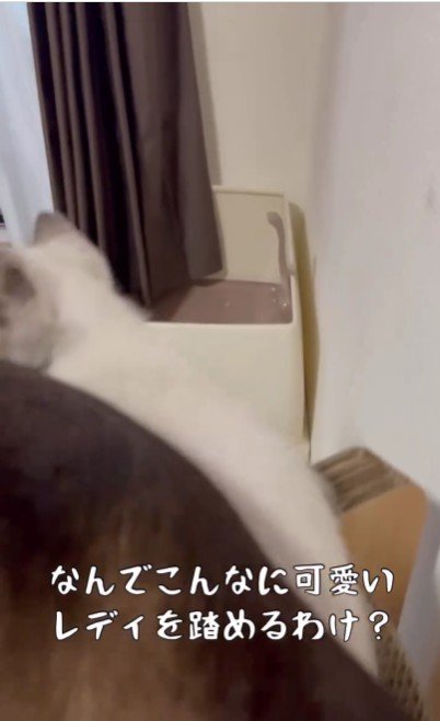 子猫の上に乗っている大人の猫