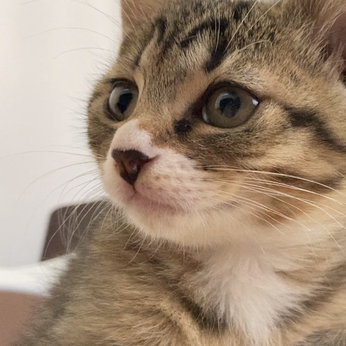 猫の横顔のアップ