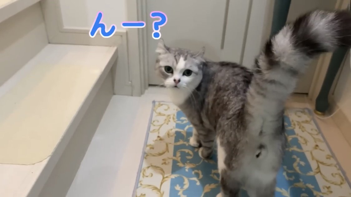 振り返る猫