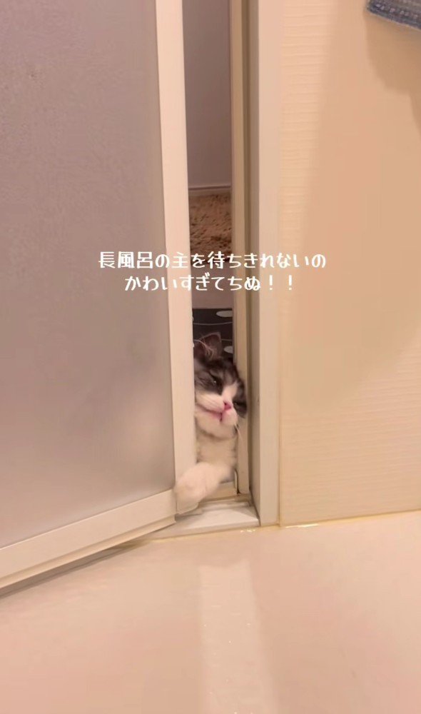 バスルームに入ろうとするトトロちゃん