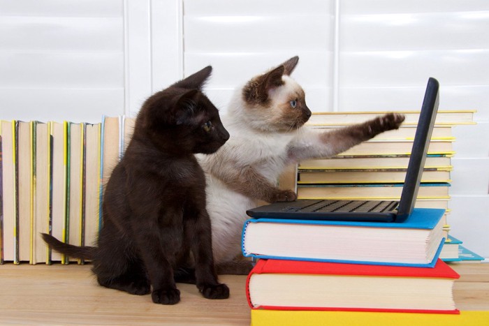 猫の会社