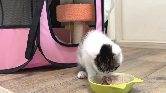 ご飯を食べている写真