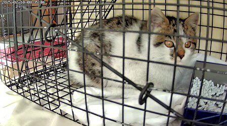 捕獲器の中にいる子猫