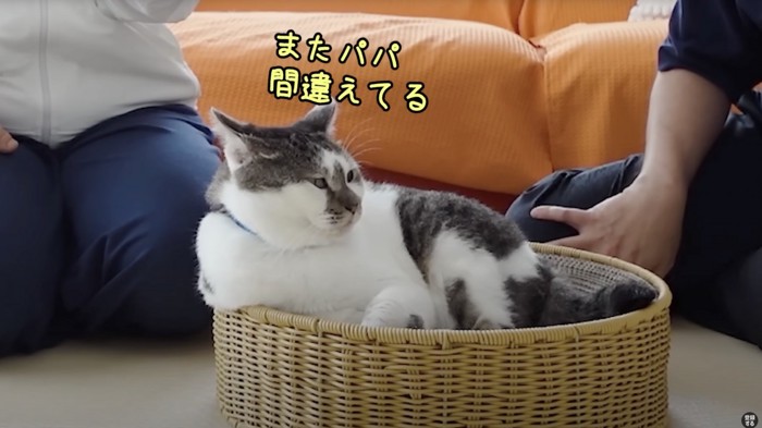 カゴの中に入っている猫