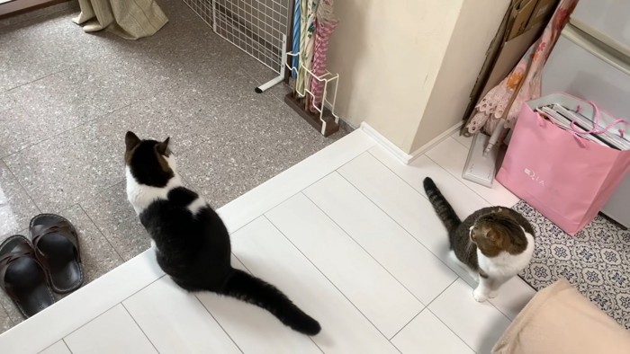 玄関を見る2匹の猫