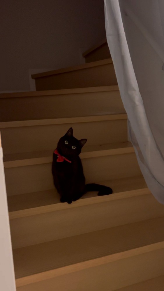 扉のむこうの猫さん