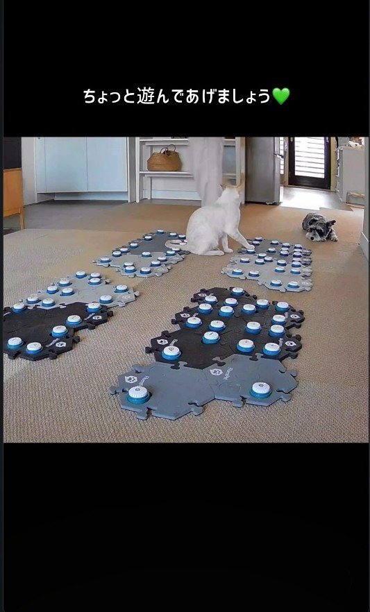 猫のもとへ戻った飼い主