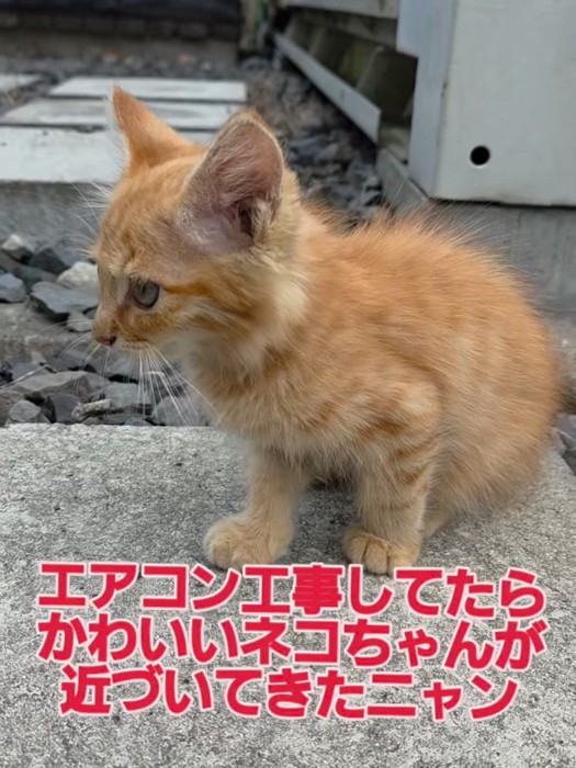 座る子猫