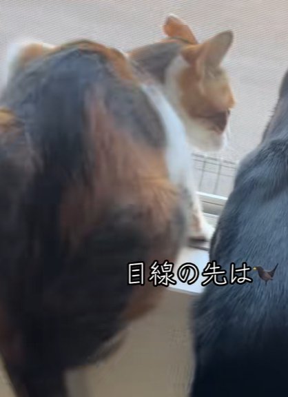 三毛猫が窓枠に座っている