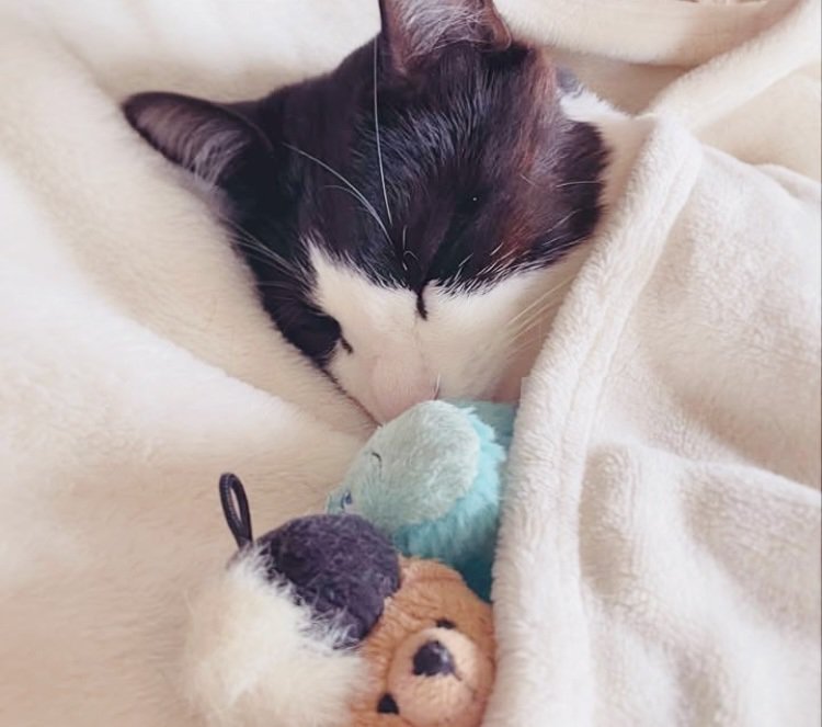 布団でぬいぐるみと寝るハチワレ猫