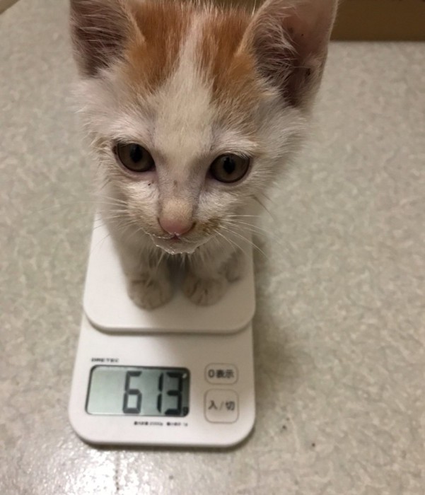 体重測定中の子猫