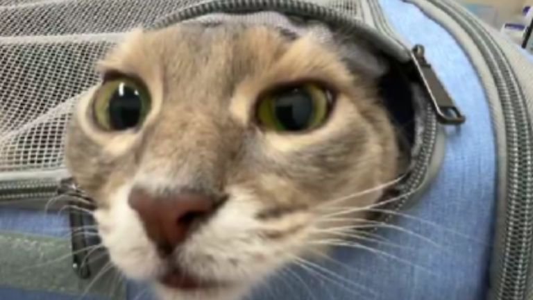 キャリーの中にいる猫