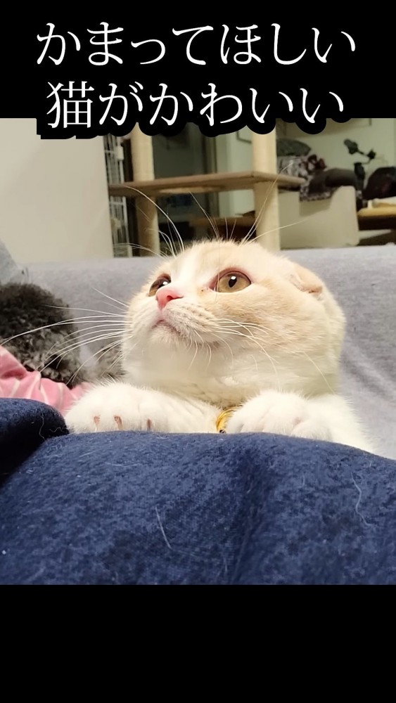 飼い主の脚に手を置く猫