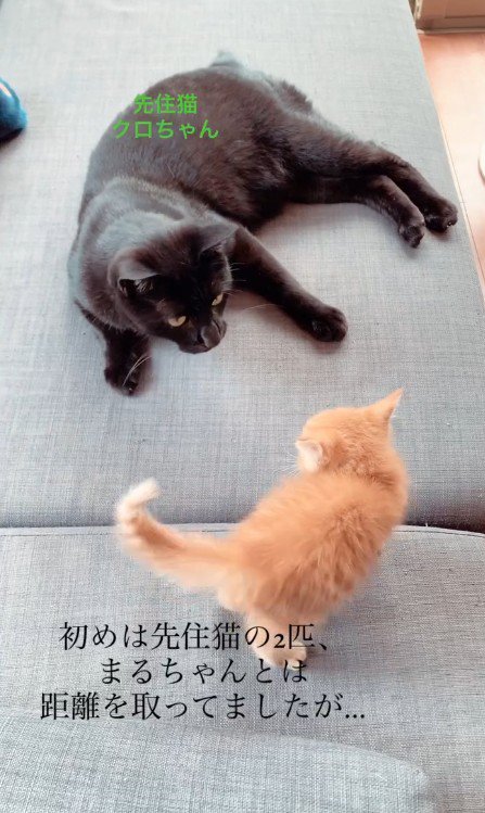 先住猫と子猫
