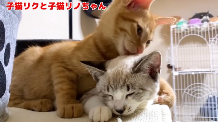 毛づくろいをされている猫としている猫