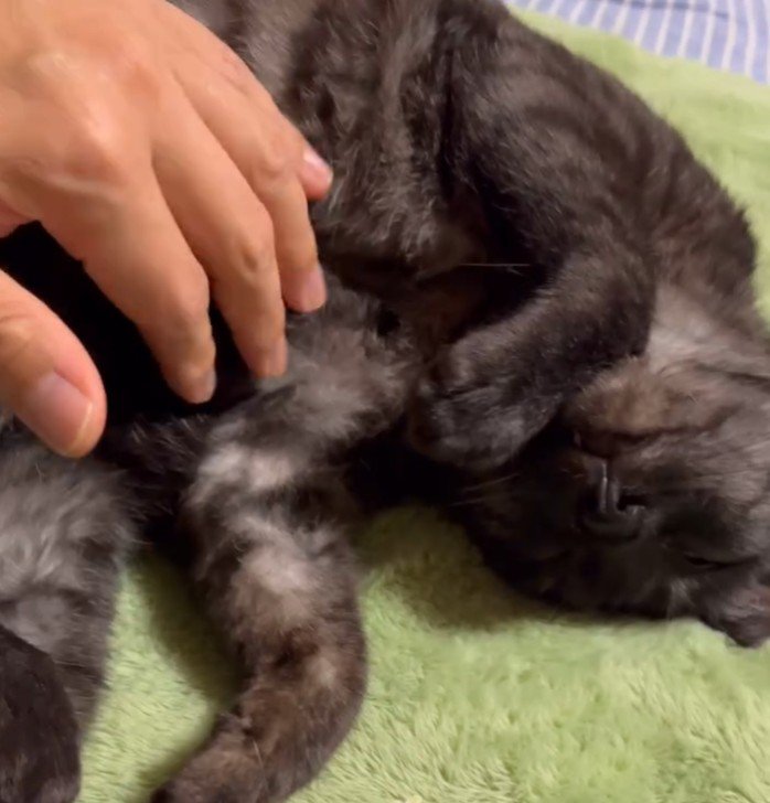 緑のマットの上で撫でられる猫