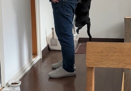 飼い主の脚をよじ登る猫