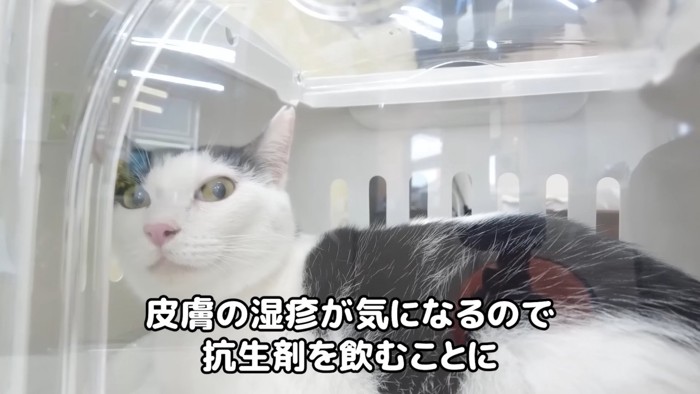 キャリーの中にいる猫