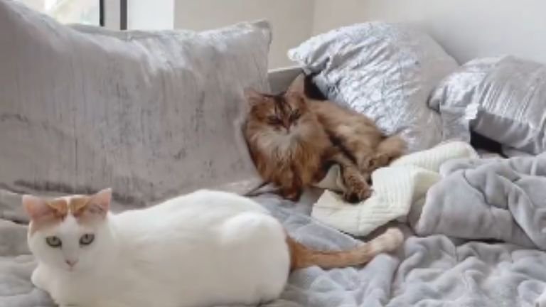 ベッドにいる猫たち