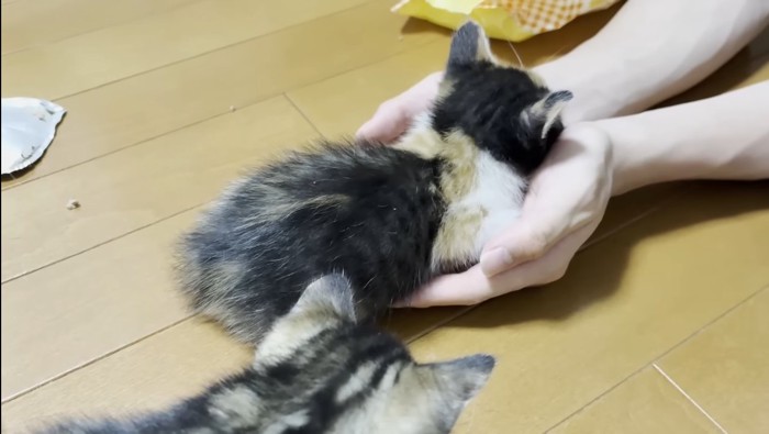 三毛ちゃんの後ろ姿