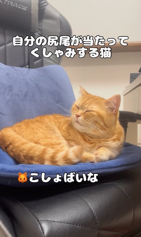 椅子の上で目を閉じて画面左側を向きながら顔を顰める猫「こしょばいな」