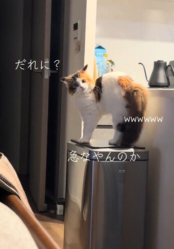 カメラ目線の猫